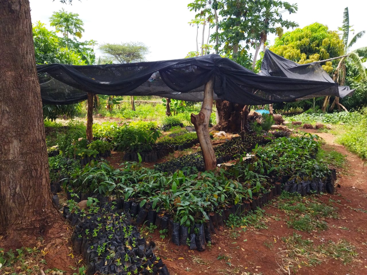 Fruit tree nursery and renewable energy demo farm